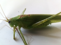 Phaneroptera falcata