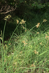 Schoenoplectus tabernaemontani