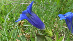 Gentiana occidentalis