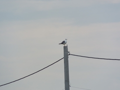 Larus fuscus barabensis
