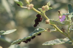 Calligrapha serpentina