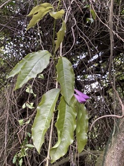 Mansoa verrucifera