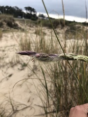Sporobolus coarctatus