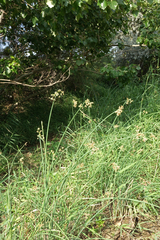 Schoenoplectus tabernaemontani