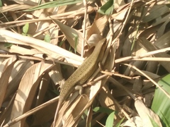 Eutropis multifasciata