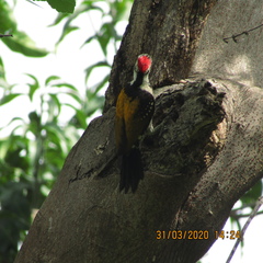 Dinopium benghalense