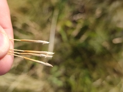 Stipa ucrainica