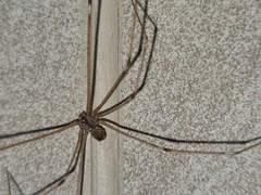 Crossopriza