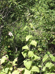 Parasenecio hastatus