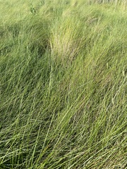 Sporobolus pumilus