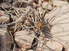 Locusta migratoria
