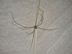 Crossopriza