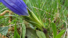 Gentiana occidentalis