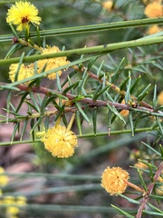Acacia echinula