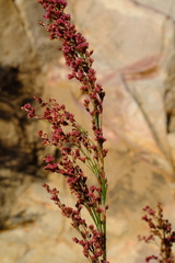 Rhodocoma capensis