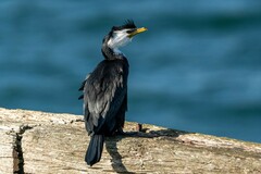 Microcarbo melanoleucos brevirostris