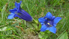 Gentiana occidentalis