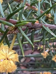 Acacia echinula