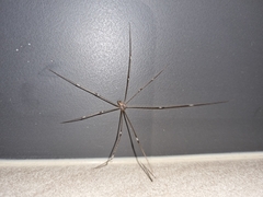 Crossopriza