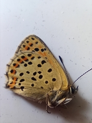 Lycaena tityrus