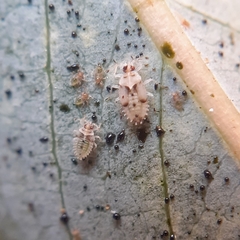 Monosteira unicostata