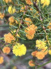Acacia echinula