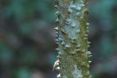 Zanthoxylum brachyacanthum