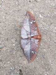 Cricula trifenestrata