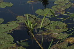Nuphar lutea