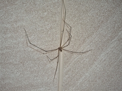 Crossopriza