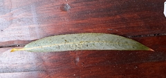 Monosteira unicostata