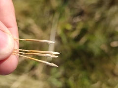 Stipa ucrainica