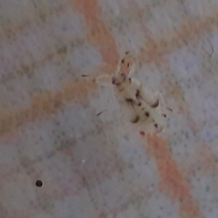 Monosteira unicostata