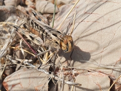Locusta migratoria