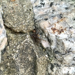 Trochosa