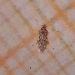Monosteira unicostata