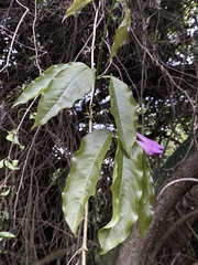 Mansoa verrucifera