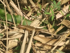 Eutropis multifasciata