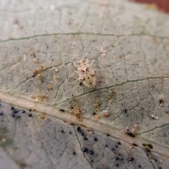 Monosteira unicostata
