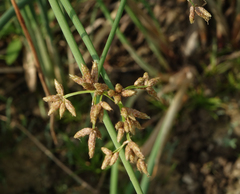 Schoenoplectus tabernaemontani