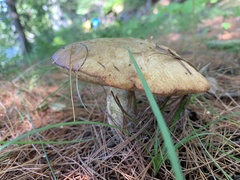 Suillus acidus