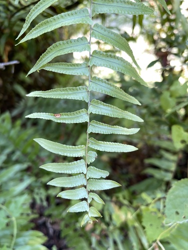 Nephrolepis × pseudobiserrata iNat (1)