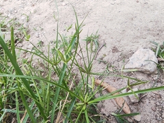 Cyperus compressus