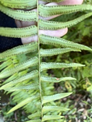 Nephrolepis pseudobiserrata