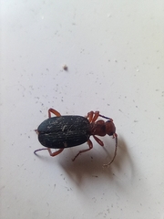 Brachinus crepitans