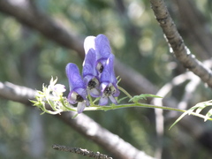 Aconitum volubile