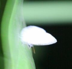 Spalgis lemolea lemolea