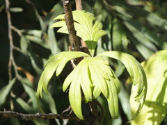Aconitum volubile