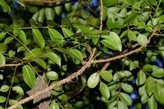 Zanthoxylum brachyacanthum
