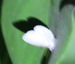 Spalgis lemolea lemolea